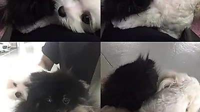 최정윤 반려견들, 귀엽고 앙증맞은 '꽁냥꽁냥' 자태