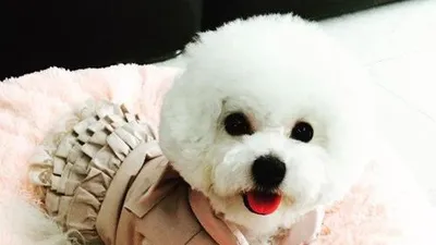 '라디오쇼' 박명수, "반려견 키우려면 책임감 있어야"