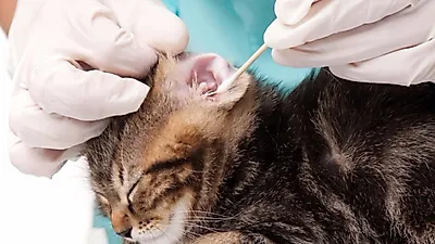 반려묘 건강 관리 필수코스, 고양이 귀 닦아주기
