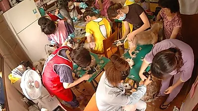 다음 애견미용사 카페, 유기견 미용봉사로 땀방울 송글송글