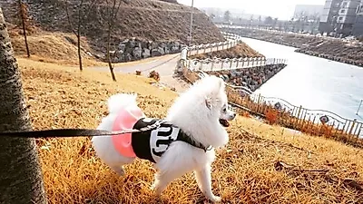 "버릴 옷들 반려견에게!" 반려견 업사이클링 의류 스타트업 '펫티스트'