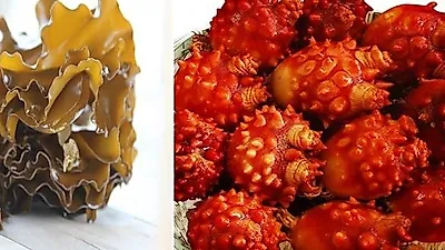 바다가 주는 건강한 선물, 후코이단 / 멍게껍질