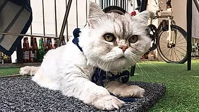 슬기로운 집사 생활을 위한 필수품은? 실용 만점 고양이매트!