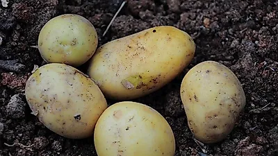 세계 20대 건강식품으로 꼽힌 '히카마', 당뇨병과 대장암 등 예방에 탁월