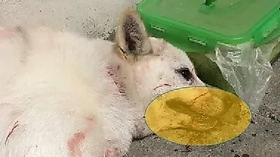 온몸에 피와 멍 가득한 채 쓰러져 있던 강아지…폭행 물음에 견주 "봤어요?"