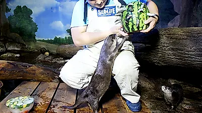 SEA LIFE 부산아쿠아리움, 해양생물들이 더위를 극복하는 방법