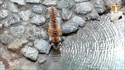 Tiger Forest del tamaño de 6 campos de fútbol: la dieta de los tigres de Baekdu consiste en pollo y carne de res