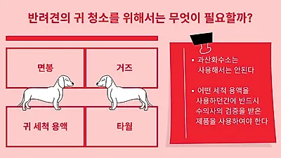 반려견 중이염 막으려면 귀 청소 필수