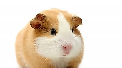 애완 기니피그 기르기
