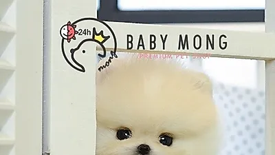 포메라니안,비숑프리제 분양 전 유의사항