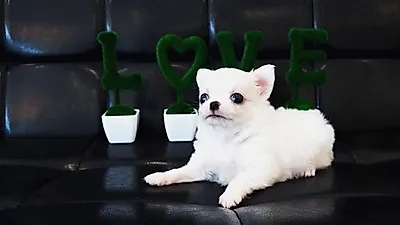 20년 경력 펫플래너가 운영하는 광주강아지분양 광주펫빌리지, 가을이벤트로 최대 90%할인분양과 무료분양 진행