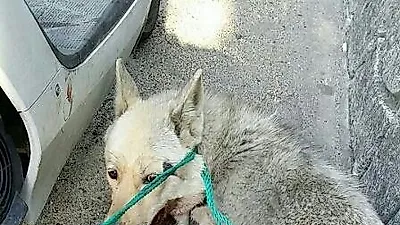개고기 위해 오토바이에 매달고 질질..