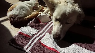 개와 고양이 공생하는 방법