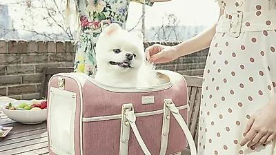 밀리옹, 반려동물 강아지 이동장에 패션을 더하다