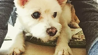윤세아, 흰둥이 안고 화장기 없는 '청순가련' 자태 뽐내