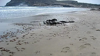 팔라완 해변에서 발견 된 해파리떼
