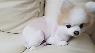 한승연 반려견, "털옷은 어디 갔다 버리고 헬멧만 쓰고 왔니ㅋㅋㅋ"