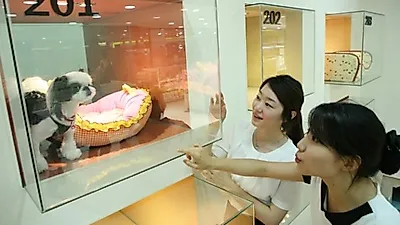 아이파크백화점, 반려동물 걱정 없는 여름 휴가 '반려동물 바캉스 서비스' 제공
