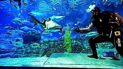 신년 혜택 가득한 해운대 SEA LIFE 부산아쿠아리움으로 추억여행