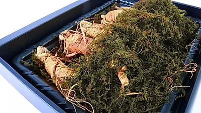 홍삼 효능, 열 많은 체질에도 좋아