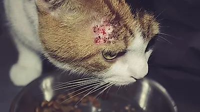 고양이에 난 딱지, 왜?...고양이 피부염 바로 알기