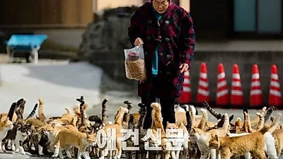 서울시 올해부터 길고양이를 위한 '중성화의 날' 시행한다