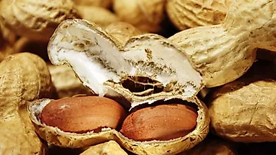 건강한 땅콩의 맛을 즐기려면, 꼭 기억해야할 '땅콩심는시기'