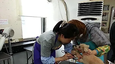 중구여성플라자, 4월1일부터 애견토탈매니저 양성과정 운영
