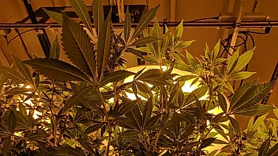 대마 사용자, 폭력 가해 위험 약 2배·피해 위험 1.5배…63개 연구 메타분석