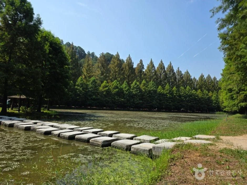 Large stepping stones cross a pond surrounded by metasequoia trees at Damyang Metasequoia Land