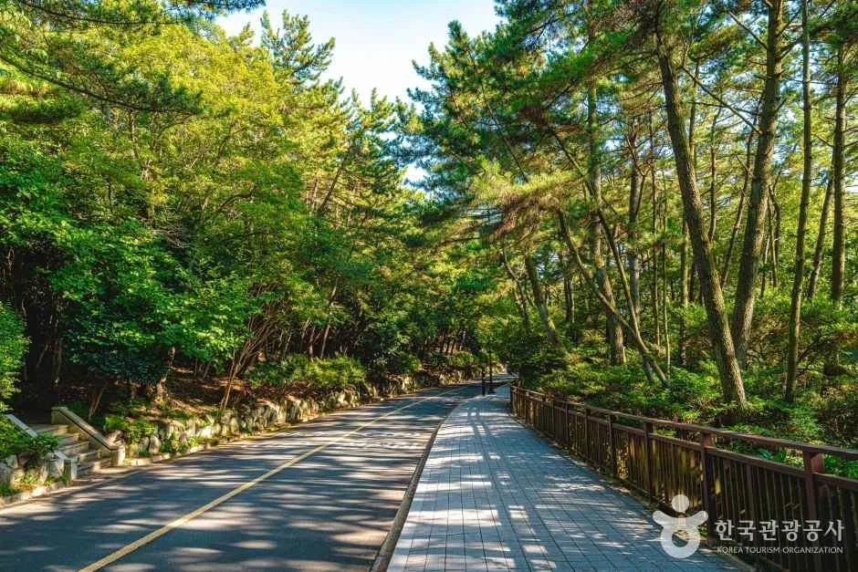 A shaded walking path and winding road through Taejongdae's green forest