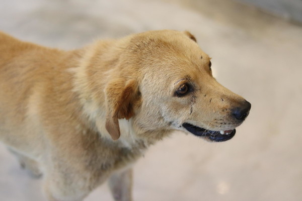 동물보호법 제24조는 유기동물을 실험동물로 제공하는 것을 금하고 있다. (사진출처 = 도그마루 홈페이지)