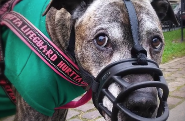 개물림 사고, 원인은 맹견 아닌 반려견주 '의식'에 있다