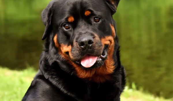 개 물림 사고는 어떤 특정 견종에게서만 일어나는 일이 아니다. (사진출처 = YouTube)