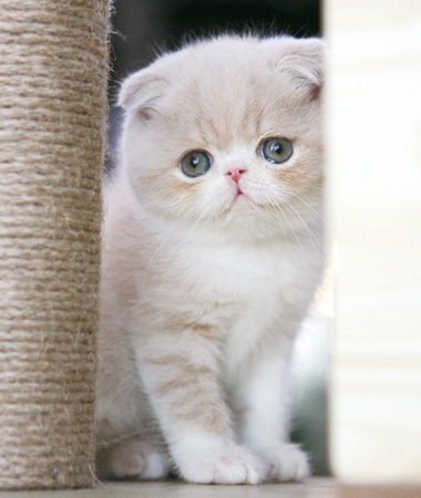 고양이 분양샵 ‘가필드고양이’ 분양관련 전문지식 공유