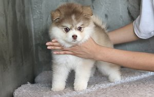 강아지 분양샵 ‘아담스펫’ 성수기 맞이 합리적인 분양가 제시