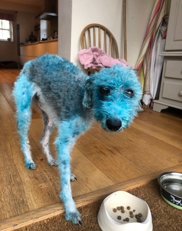 ▲강아지 베시(출처=Sacha Barbato Twitter)