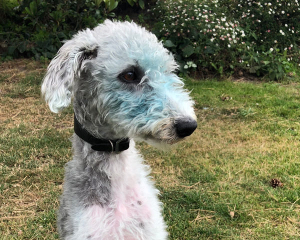 ▲파란색이 많이 희미해진 모습(출처=Sacha Barbato Twitter)