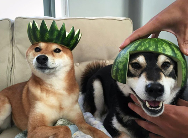 ▲(출처=sadanduseless)