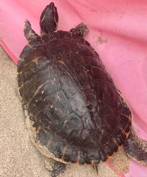 ▲구조된 민물거북(출처=RNLI/Ben Gardiner) 