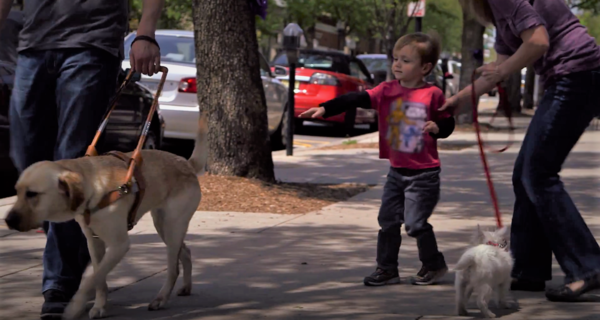 안내견 에티켓 중 하나는 안내견이 예쁘다고 만지거나 부르지 말아야 한다. (사진출처 = YouTube)