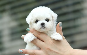 강아지 및 고양이 분양 ‘아담스펫’, 절감된 분양가 선보여