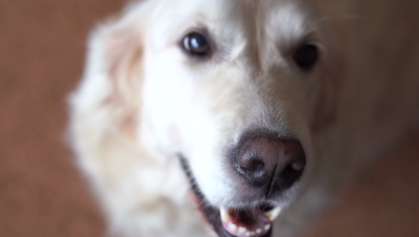  개는 일반적으로 사람보다 1만배 이상 냄새를 잘 맡는다고 한다. (사진출처 = Youtube)