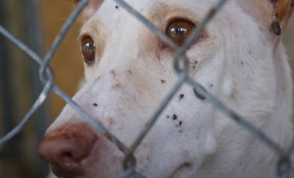 스코틀랜드의 동물학대 처벌이 징역 5년으로 대폭 강화됐다. (사진출처 = YouTube)