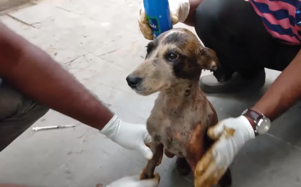   구조 직원들은 식물성 기름을 사용해 타르 제거에 힘썼다. (사진출처 = PETA)