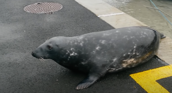 ▲(출처=Gordon Kelly 유튜브 캡처)