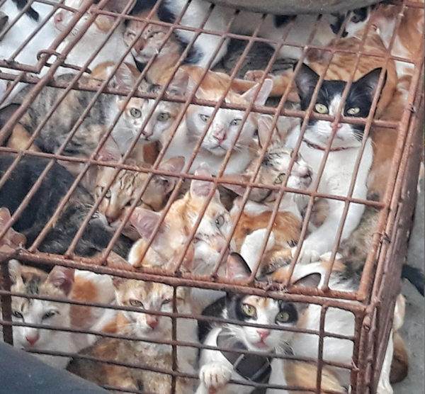  베트남 정부는 고양이의 식용 근절을 권고했다 (사진출처 = FOUR PAWS)