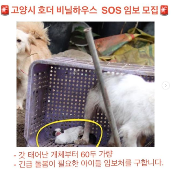  현재 구조한 아이들의 임보처를 모집하고 있다. (사진출처 = @bong.2 인스타그램)