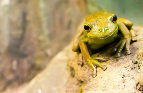 도마뱀·개구리 키우는 이유? “유지 관리 쉬워서”