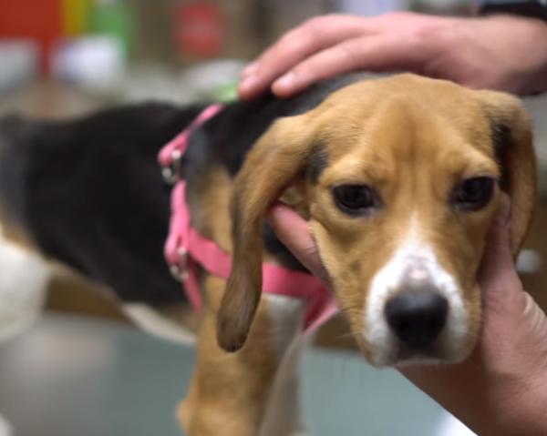  검역본부에는 아직도 40여 마리의 복제견이 남아있다 (사진 = YouTube)